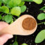 Experts Say All Garden Pests Hate This Kitchen Spice – How to Use It and What It Can (and Can’t) Do for Your Garden