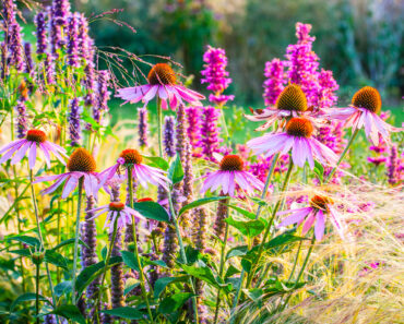 Forget Flower Fads – These 7 Gorgeous Anti-Trend Plants Bring Forever Beauty and a Yard That’s Always in Style Forget Flower Fads – These 7 Gorgeous Anti-Trend Plants Bring Forever Beauty and a Yard That’s Always in Style