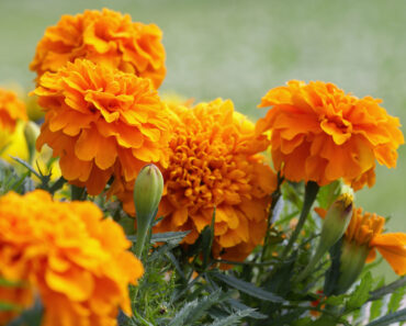 Forget Traps – This Beautiful Flower Offers a Better, More Natural Way to Help Deter Squirrels Forget Traps – This Beautiful Flower Offers a Better, More Natural Way to Help Deter Squirrels
