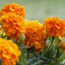 Forget Traps – This Beautiful Flower Offers a Better, More Natural Way to Help Deter Squirrels