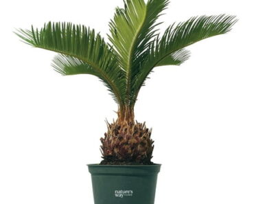 Gardeners Are Obsessed With This Striking Evergreen Perennial – And It’s Easy to See Why