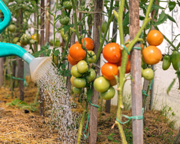 Gardeners Are Using This Common Breakfast Food to Feed Their Tomato Plants – But Here’s Why It Should Stay in the Fridge