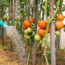 Gardeners Are Using This Common Breakfast Food to Feed Their Tomato Plants – But Here’s Why It Should Stay in the Fridge