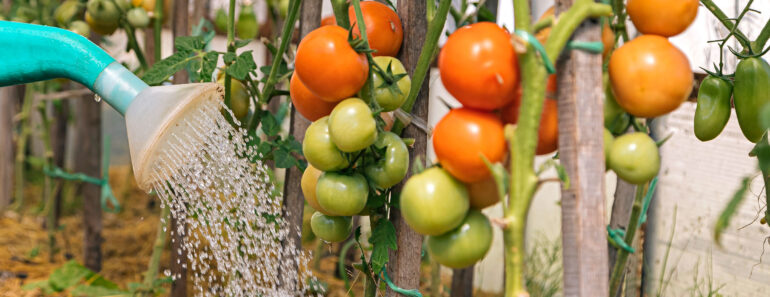 Gardeners Are Using This Common Breakfast Food to Feed Their Tomato Plants – But Here’s Why It Should Stay in the Fridge Gardeners Are Using This Common Breakfast Food to Feed Their Tomato Plants – But Here’s Why It Should Stay in the Fridge
