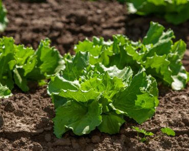 Grow Tasty Lettuce Even in the Heat of Summer – 6 Heat-Tolerant Varieties and Expert Tricks Will Keep Harvests Coming All Summer