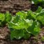 Grow Tasty Lettuce Even in the Heat of Summer – 6 Heat-Tolerant Varieties and Expert Tricks Will Keep Harvests Coming All Summer