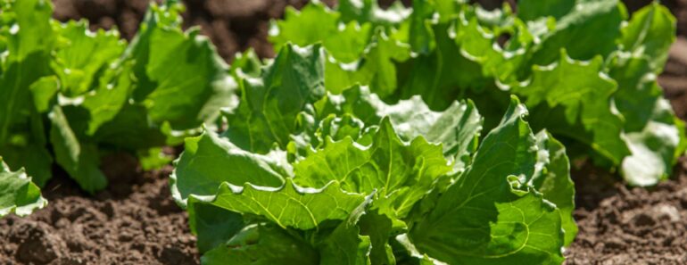 Grow Tasty Lettuce Even in the Heat of Summer – 6 Heat-Tolerant Varieties and Expert Tricks Will Keep Harvests Coming All Summer Grow Tasty Lettuce Even in the Heat of Summer – 6 Heat-Tolerant Varieties and Expert Tricks Will Keep Harvests Coming All Summer