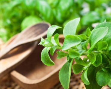 Grow Your Own Natural, Zero-Calorie Sweetener at Home – Plus, 3 Easy Ways to Store and Use Your Stevia Harvest Grow Your Own Natural, Zero-Calorie Sweetener at Home – Plus, 3 Easy Ways to Store and Use Your Stevia Harvest