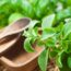 Grow Your Own Natural, Zero-Calorie Sweetener at Home – Plus, 3 Easy Ways to Store and Use Your Stevia Harvest