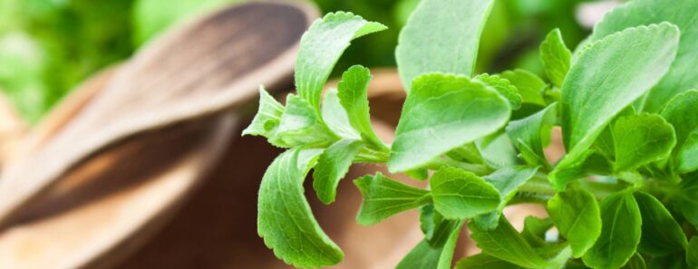 Grow Your Own Natural, Zero-Calorie Sweetener at Home – Plus, 3 Easy Ways to Store and Use Your Stevia Harvest Grow Your Own Natural, Zero-Calorie Sweetener at Home – Plus, 3 Easy Ways to Store and Use Your Stevia Harvest