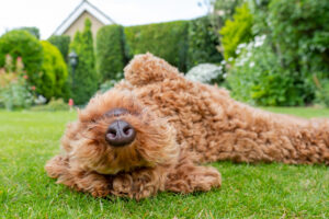 Has Your Lawn Gone to the Dogs? Experts Explain How to Fix Grass Your Dog Has Damaged