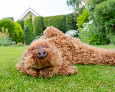Has Your Lawn Gone to the Dogs? Experts Explain How to Fix Grass Your Dog Has Damaged Has Your Lawn Gone to the Dogs? Experts Explain How to Fix Grass Your Dog Has Damaged