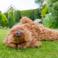 Has Your Lawn Gone to the Dogs? Experts Explain How to Fix Grass Your Dog Has Damaged