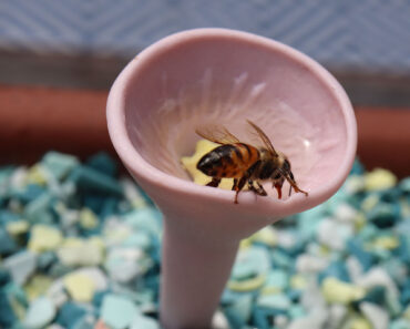 Help Bees Survive the Heat – Turn a Saucer Into a Summer Lifeline in Just Minutes Help Bees Survive the Heat – Turn a Saucer Into a Summer Lifeline in Just Minutes