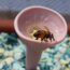Help Bees Survive the Heat – Turn a Saucer Into a Summer Lifeline in Just Minutes