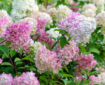 Hotter Summers Are Killing Traditional Hydrangeas – These 6 Gorgeous Alternatives Flourish in the Heat Hotter Summers Are Killing Traditional Hydrangeas – These 6 Gorgeous Alternatives Flourish in the Heat