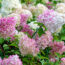 Hotter Summers Are Killing Traditional Hydrangeas – These 6 Gorgeous Alternatives Flourish in the Heat