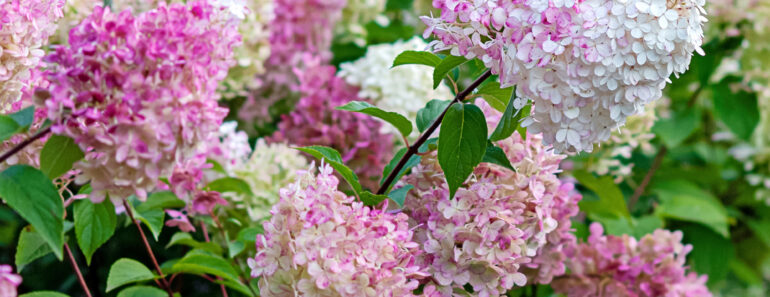 Hotter Summers Are Killing Traditional Hydrangeas – These 6 Gorgeous Alternatives Flourish in the Heat Hotter Summers Are Killing Traditional Hydrangeas – These 6 Gorgeous Alternatives Flourish in the Heat