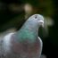 How To Stop Birds From Pooping On Kids’ Playsets for More Summer Fun and Fewer Fowl Messes