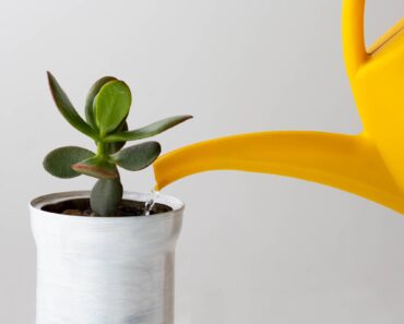 How to Transition Your Jade Plant Outdoors in Summer (Without Sunburn) – Plus 4 Other Essential July Tips