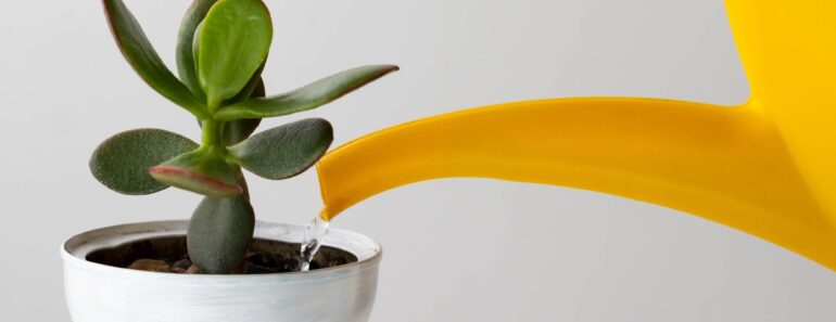 How to Transition Your Jade Plant Outdoors in Summer (Without Sunburn) – Plus 4 Other Essential July Tips