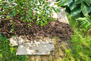 ‘I Always Save Old Cardboard Boxes to Use in My Garden’ – 4 Smart Ways to Turn Trash Into Your New Gardening Secret Weapon