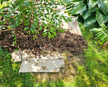 ‘I Always Save Old Cardboard Boxes to Use in My Garden’ – 4 Smart Ways to Turn Trash Into Your New Gardening Secret Weapon