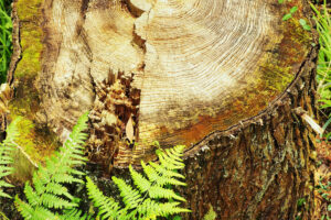I Didn’t Want To Pay to Remove My Old Tree Stump – So I Hid It in an Unconventional Way