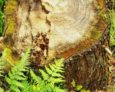I Didn’t Want To Pay to Remove My Old Tree Stump – So I Hid It in an Unconventional Way