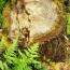 I Didn’t Want To Pay to Remove My Old Tree Stump – So I Hid It in an Unconventional Way