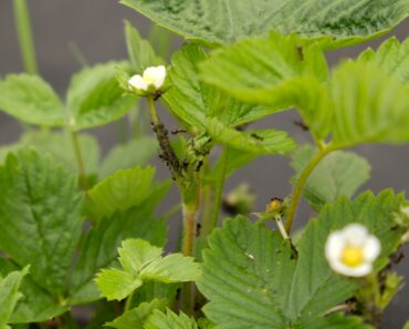 I Saw Gardeners Using Flour To Deter Garden Pests – So I Asked My Professional Gardener Husband About It I Saw Gardeners Using Flour To Deter Garden Pests – So I Asked My Professional Gardener Husband About It