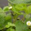 I Saw Gardeners Using Flour To Deter Garden Pests – So I Asked My Professional Gardener Husband About It