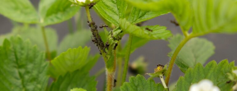 I Saw Gardeners Using Flour To Deter Garden Pests – So I Asked My Professional Gardener Husband About It