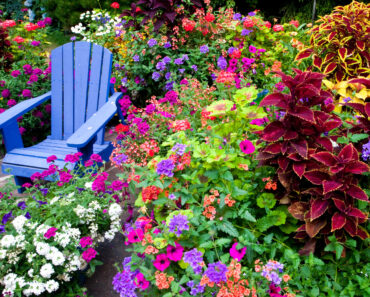 Is Too Much Color Killing Your Curb Appeal? Try This 2-Color Plant Trick for Easy Style Points