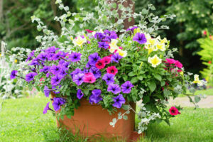 It’s Not Too Late to Plant These 6 Gorgeous Container Recipes for Showstopping Color Into Fall