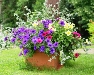It’s Not Too Late to Plant These 6 Gorgeous Container Recipes for Showstopping Color Into Fall