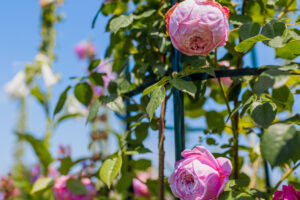Joanna Gaines Proves Climbing Roses Are the Secret to a More Romantic Backyard