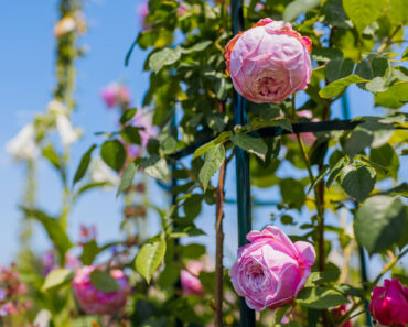 Joanna Gaines Proves Climbing Roses Are the Secret to a More Romantic Backyard Joanna Gaines Proves Climbing Roses Are the Secret to a More Romantic Backyard