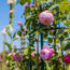 Joanna Gaines Proves Climbing Roses Are the Secret to a More Romantic Backyard