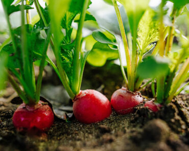 July Is the Perfect Time to Start Fall Crops – Sow These 7 Vegetable Seeds Now to Keep the Harvests Coming