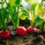 July Is the Perfect Time to Start Fall Crops – Sow These 7 Vegetable Seeds Now to Keep the Harvests Coming
