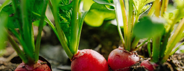 July Is the Perfect Time to Start Fall Crops – Sow These 7 Vegetable Seeds Now to Keep the Harvests Coming