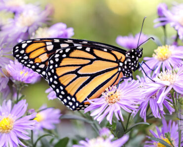 Keep Pollinators Fed with These 6 Vital Flowers – They Are a Lifeline from Summer Through to First Frosts Keep Pollinators Fed with These 6 Vital Flowers – They Are a Lifeline from Summer Through to First Frosts