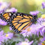 Keep Pollinators Fed with These 6 Vital Flowers – They Are a Lifeline from Summer Through to First Frosts
