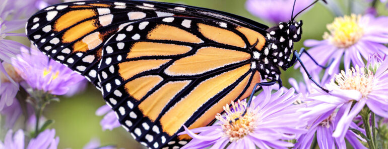 Keep Pollinators Fed with These 6 Vital Flowers – They Are a Lifeline from Summer Through to First Frosts Keep Pollinators Fed with These 6 Vital Flowers – They Are a Lifeline from Summer Through to First Frosts