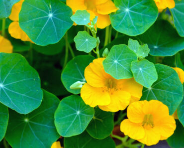 Living Mulch Plants Keep Soil Cooler and Cut Watering – Here Are 6 to Plant Now