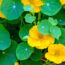Living Mulch Plants Keep Soil Cooler and Cut Watering – Here Are 6 to Plant Now