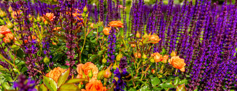 Make These 7 So-Called One-And-Done Flowers Bloom Again – This Simple Snip Creates a Gorgeous Second Flush Make These 7 So-Called One-And-Done Flowers Bloom Again – This Simple Snip Creates a Gorgeous Second Flush