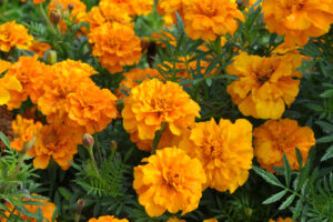 Marigolds Were Already the Ultimate Summer Flower – But It Turns Out They Have a Surprising Superpower