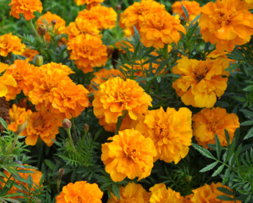 Marigolds Were Already the Ultimate Summer Flower – But It Turns Out They Have a Surprising Superpower